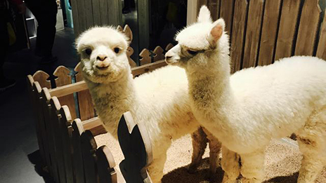 家居賣場開動(dòng)物樂園，羊駝、土撥鼠等600只動(dòng)物齊聚